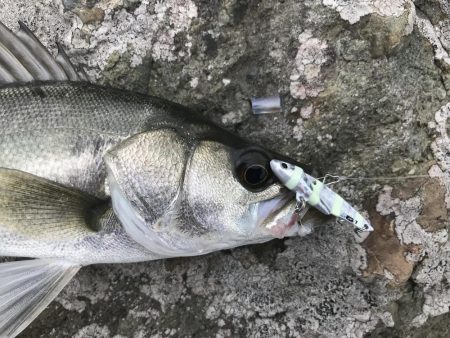 シーバス（エギングの片手間に）