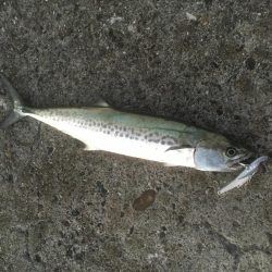 亀浦港周辺でサゴシ