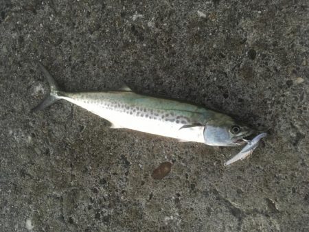 亀浦港周辺でサゴシ