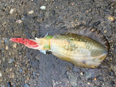 爆風、カッパ着用w