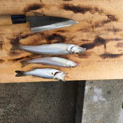 ファミリーキャンプフィッシング