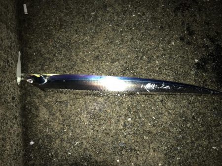 雨の中の太刀魚