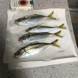 サルでも釣れるアジング
