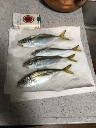 サルでも釣れるアジング