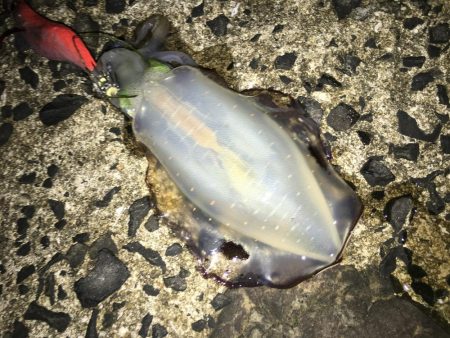 夜な夜なおかず探し