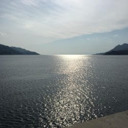 今年初タチウオ