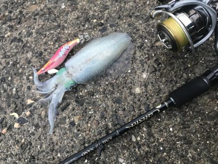 とことんエギングパラダイス