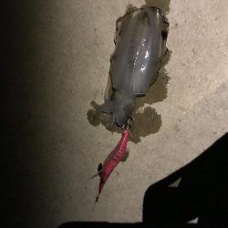 エギングよりも 太刀魚〜っ