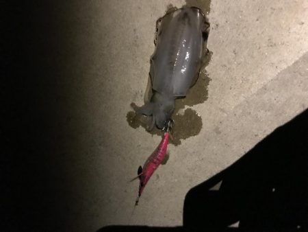 エギングよりも 太刀魚〜っ