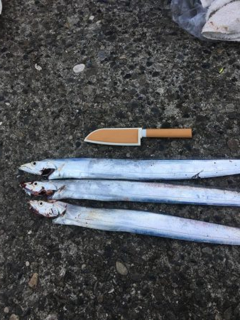 細太刀魚数多し