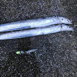 タチウオ求め貝塚へ