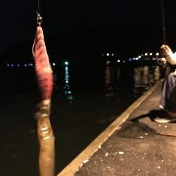 今日もチィチィイカ