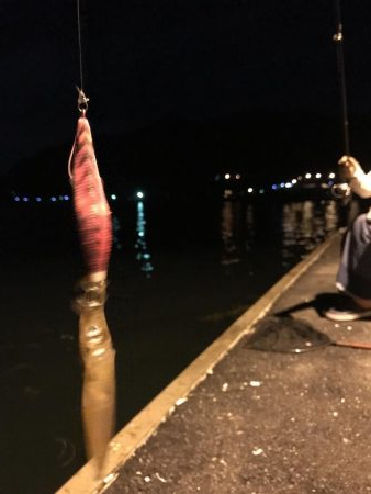 今日もチィチィイカ