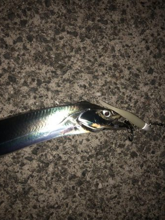 タチウオワインド