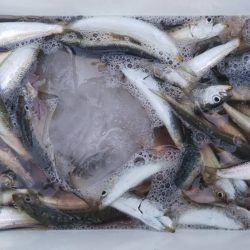 ファミリーフィッシング