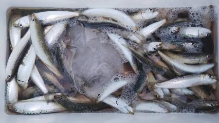 ファミリーフィッシング