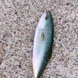 初スーパーライトショアジギング