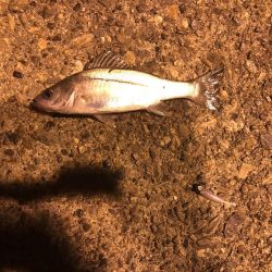 今日も行ってきました！