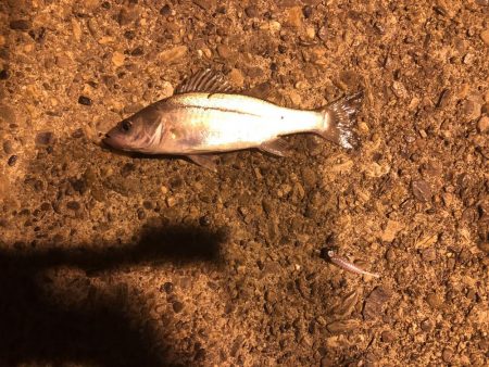 今日も行ってきました！