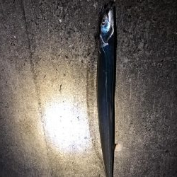 タチウオ釣り始めてみた