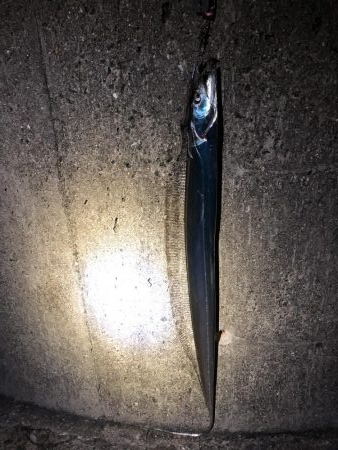 タチウオ釣り始めてみた