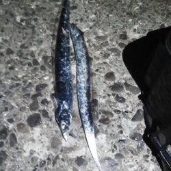 やっと今年初のタチウオがつれました。