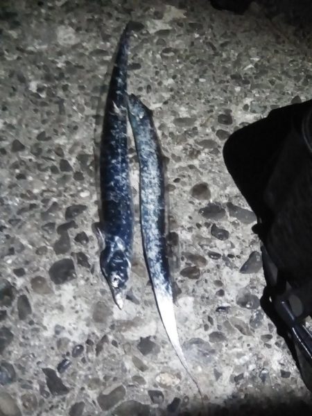 やっと今年初のタチウオがつれました。