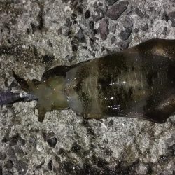 久々のナイトエギング