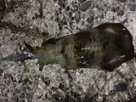 久々のナイトエギング