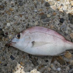 台風・雨後、ガシラがいない