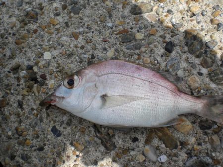 台風・雨後、ガシラがいない