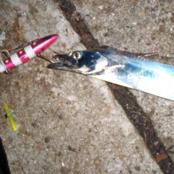 異常発生太刀魚？