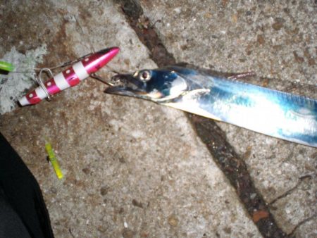 異常発生太刀魚？