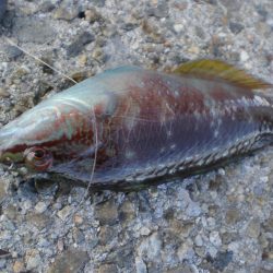 アオイソメでチョイ投げ