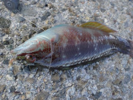 アオイソメでチョイ投げ