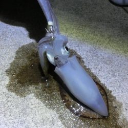 アオリイカ来たー‼