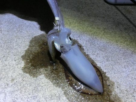 アオリイカ来たー‼