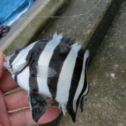 ウマヅラハギの群れが