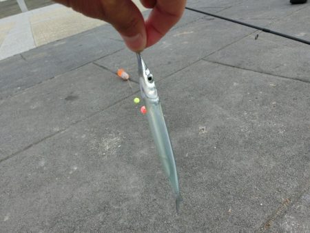 エンピツサヨリが掛かってます