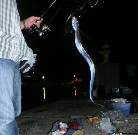 太刀魚含む9目釣り