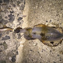 タチウオは撃沈でしたが・・・・。