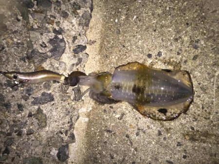 タチウオは撃沈でしたが・・・・。