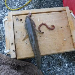 虫ヘッドでハゼ