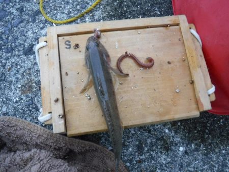 虫ヘッドでハゼ