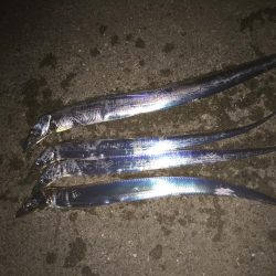 まだまだ小さい太刀