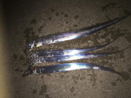 まだまだ小さい太刀