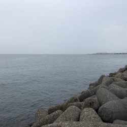 タチウオとガシラ