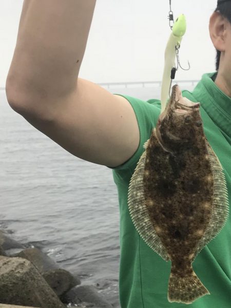 タチウオはどこへ(°_°)