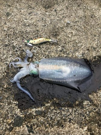 仕事前にエギング