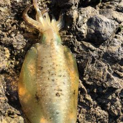 帰省釣行(津奈木町)最終日